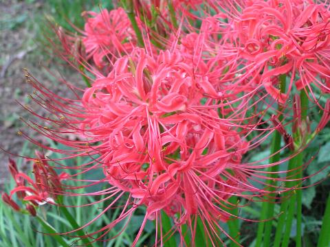 �Ԃ��q�K���o�i