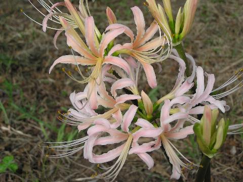 �����q�K���o�i�H