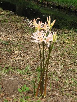 �����q�K���o�i