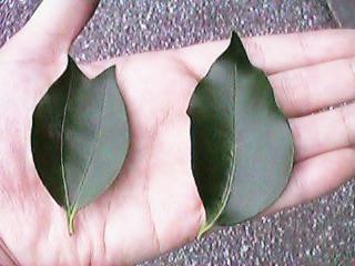 �P�{������ł�