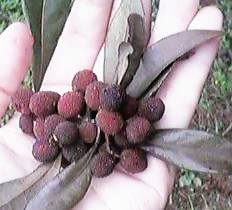 熟したヤマモモ