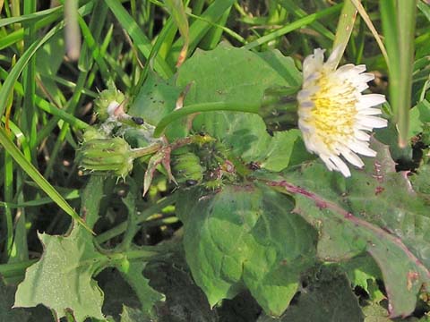 �Ԃ̕������g��