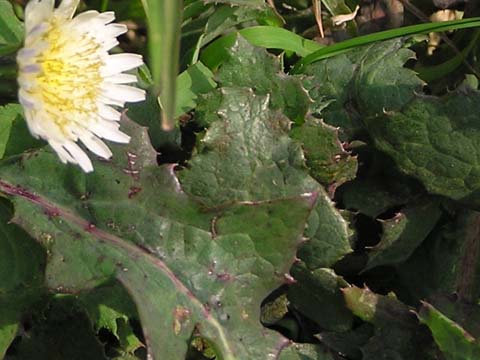 �t���ς͂���Ȋ���