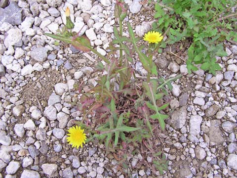 �n���m�m�Q�V