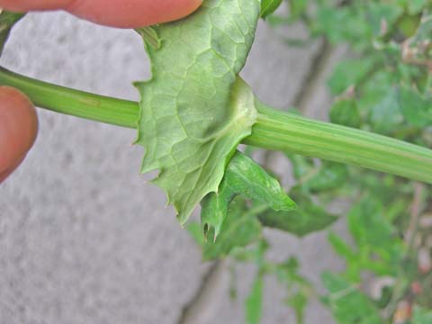 �n���m�m�Q�V