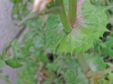 �n���m�m�Q�V