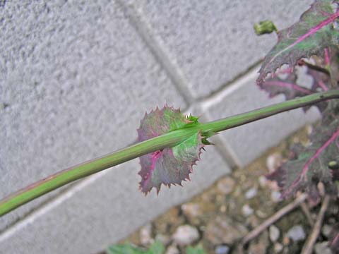 �I�j�m�Q�V