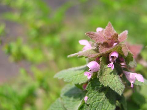 �q���I�h���R�\�E