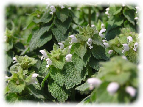 �V���o�i�q���I�h���R�\�E