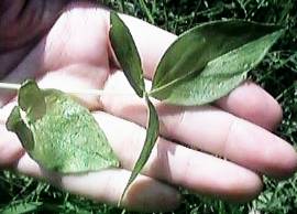 �J���X�r�V���N�̗t