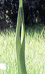 �J���X�r�V���N��䚂��̂P