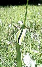 �J���X�r�V���N��䚂��̂Q