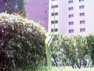 �r���̒J�Ԃ̃J���X�r�V���N