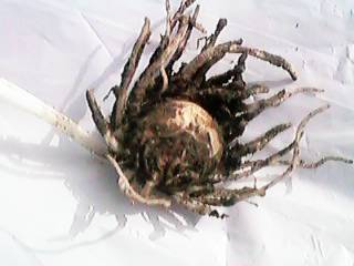 �J���X�r�V���N�̉�s���̂P