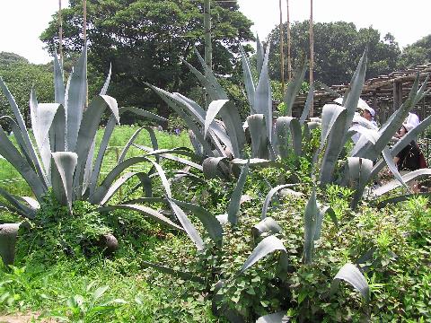 �A�I�m�����E�[�c����