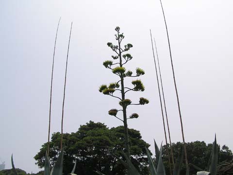 �A�I�m�����E�[�c�����͓V�������т���