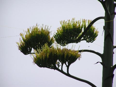 ���㗖�̉ԁi�炫�I���j