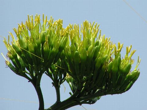 ���㗖�̉ԁi�Ԑ���j