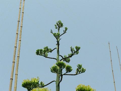 ���㗖�̉ԁi�ڂ݁j