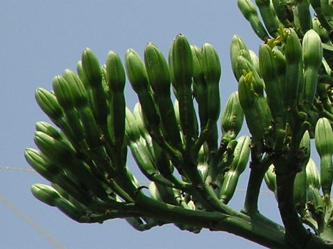 ���㗖�̂ڂ�