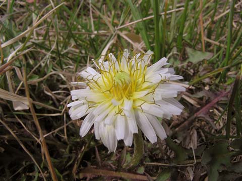 �V���o�i�^���|�|