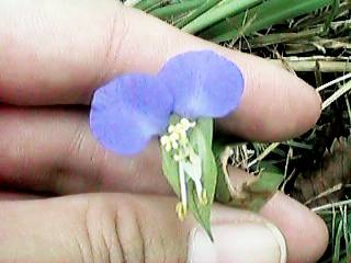 ���ʂ̃c���N�T