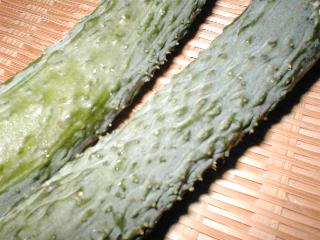 ��ɂ̓C�{������A�����ӂ�