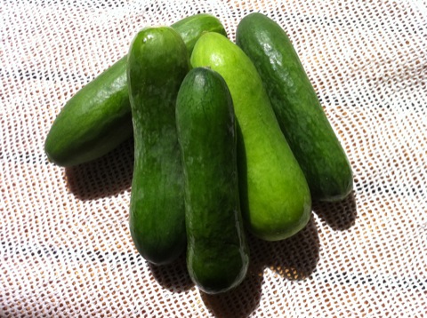 �C�{�����~�j�L���E���i�i��s���j