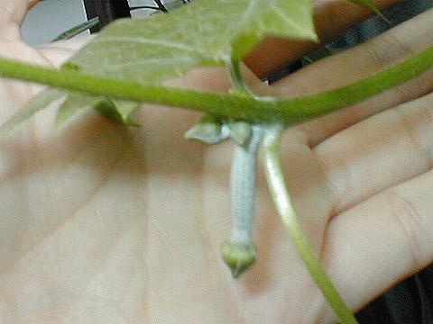 �w�`�}�̎��ԁi�܂��ڂ݁j