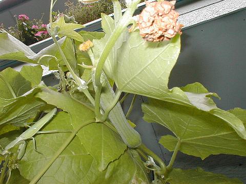 �Ⴂ�w�`�}�̎�