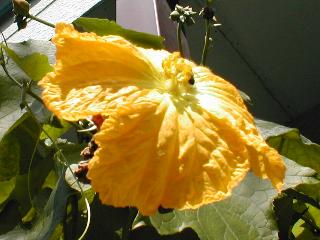 �w�`�}�̗Y��