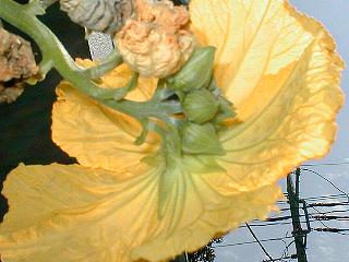 �Y�Ԃ̗���