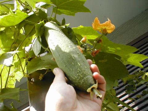 �w�`�}�̎�