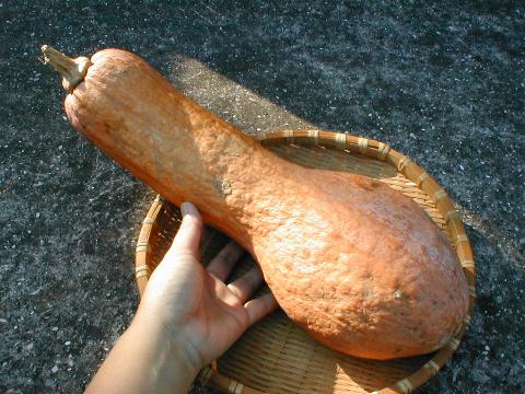 �o�^�[�i�b�g�X�N���b�V��