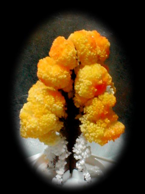 �����̉�