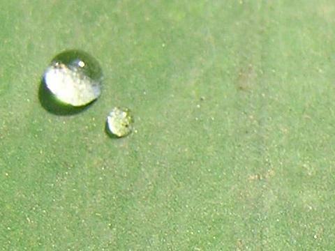 �T�g�C���̗t