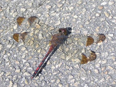 �R�m�V���g���{