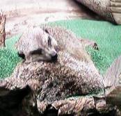 ����~�[�A�J�b�g