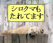 ����V���N�}