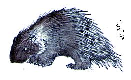 �C���h�^�e�K�~���}�A���V