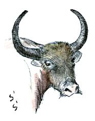 �X�C�M���E