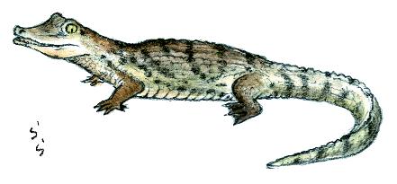 ���E�X�R�E���j