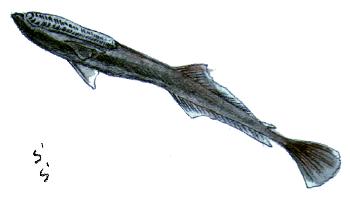 �R�o���U��