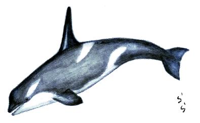 �́i���Ⴟ�j