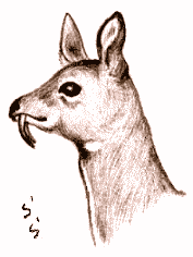 �W���R�E�W�J