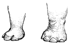 �T�C�ƃ]�E�̂ЂÂ�