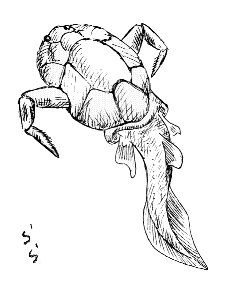 �{�g���I���s�X