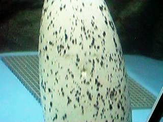 �S�}�t�A�U���V�̂���