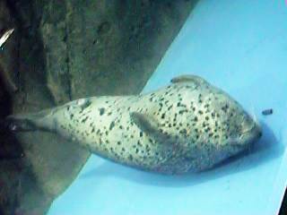 �o�����ςȂ��ł����Q