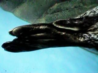 �S�}�t�A�U���V�̐K��